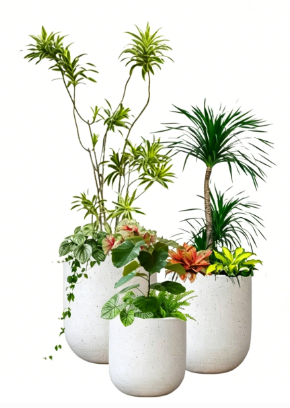 江北绿植租赁设备-江北花木租摆服务商-宁波花木租摆租金价格-奉化员工福利花卉租赁推荐